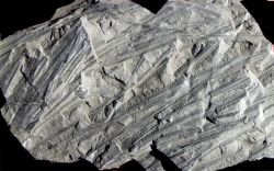 Sigillariophyllum